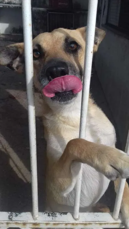 Cachorro ra a nenhuma idade 2 anos nome Theo