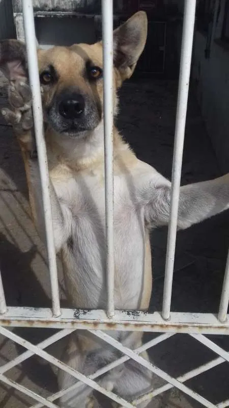Cachorro ra a nenhuma idade 2 anos nome Theo