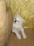 Gatinhos
