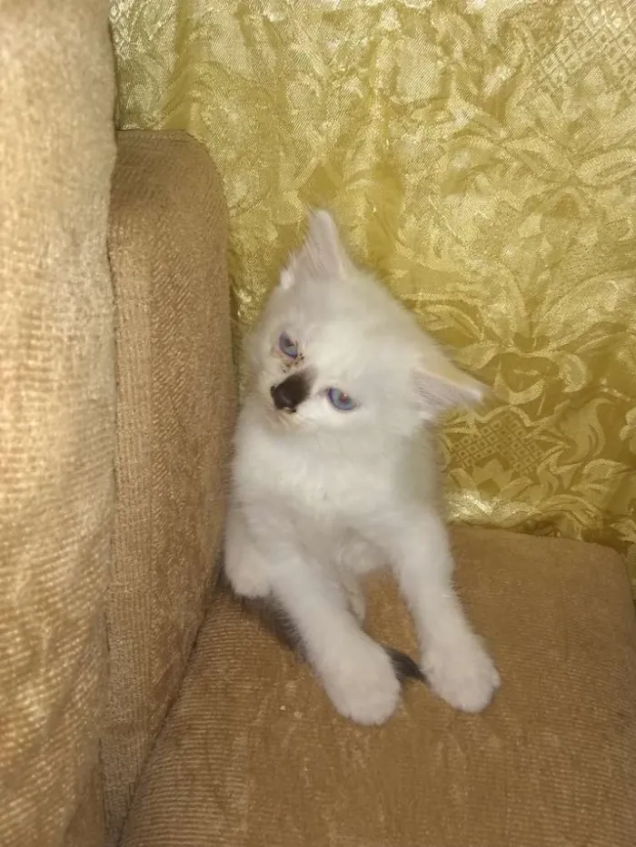 Gato ra a  idade Abaixo de 2 meses nome Gatinhos
