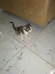 Gatinhos