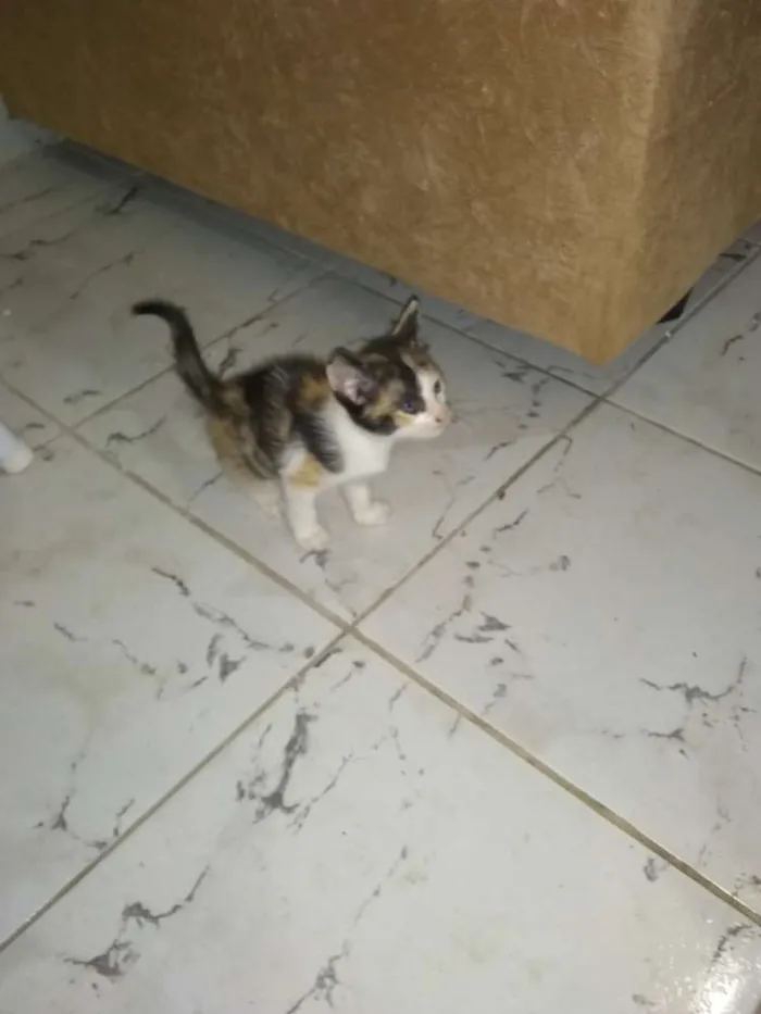 Gato ra a  idade Abaixo de 2 meses nome Gatinhos