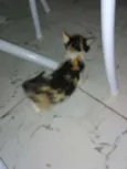 Gatinhos