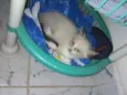 Gatinhos