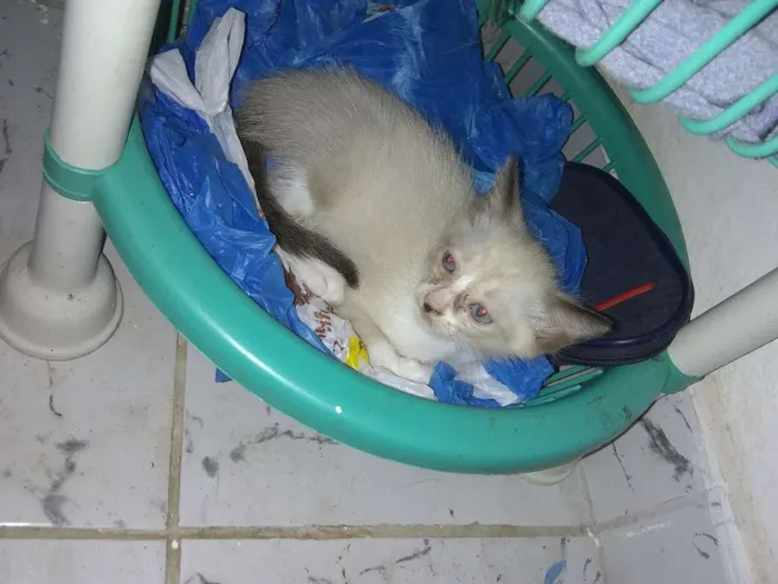 Gato ra a  idade Abaixo de 2 meses nome Gatinhos