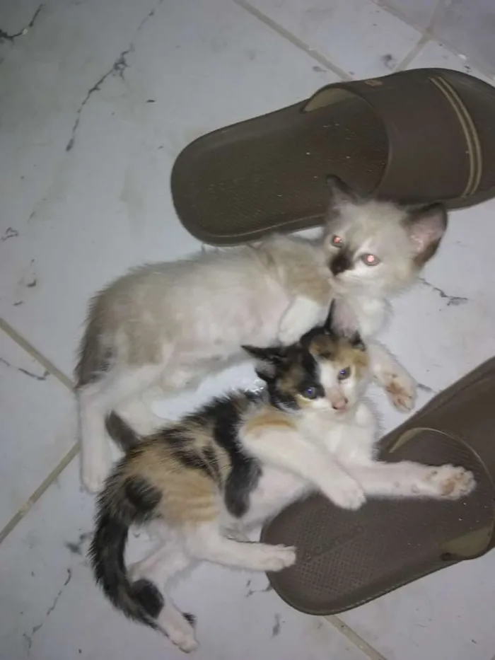 Gato ra a  idade Abaixo de 2 meses nome Gatinhos