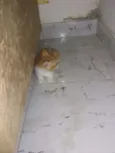 Gatinhos