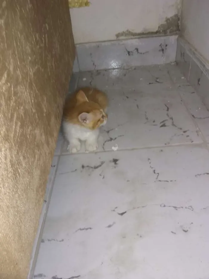 Gato ra a  idade Abaixo de 2 meses nome Gatinhos
