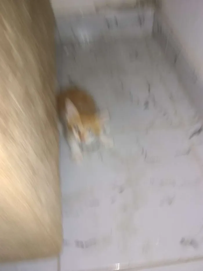 Gato ra a  idade Abaixo de 2 meses nome Gatinhos