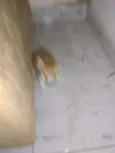 Gatinhos