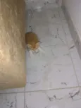 Gatinhos
