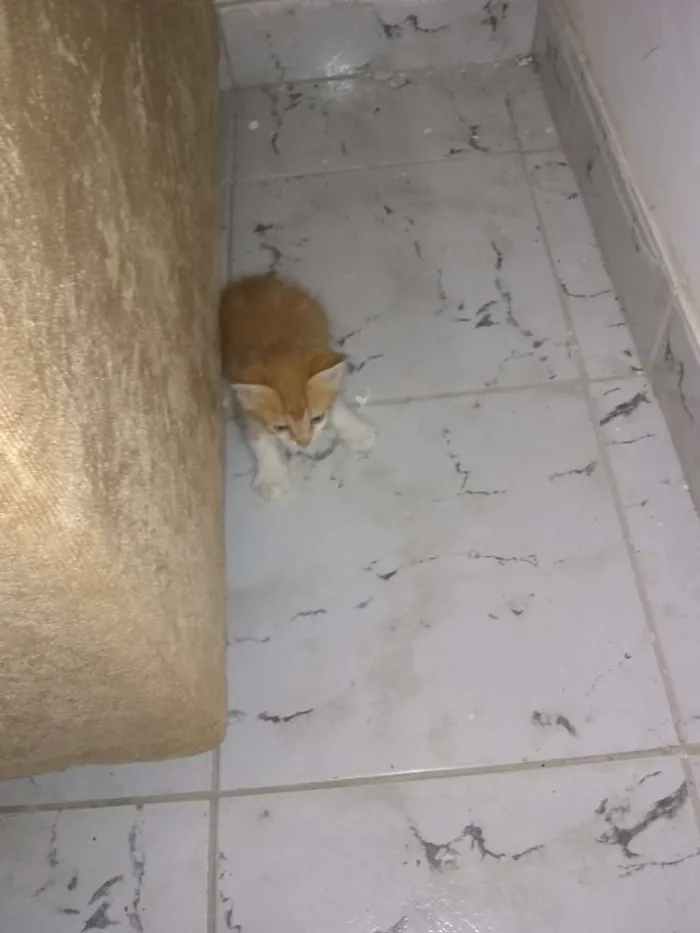 Gato ra a  idade Abaixo de 2 meses nome Gatinhos