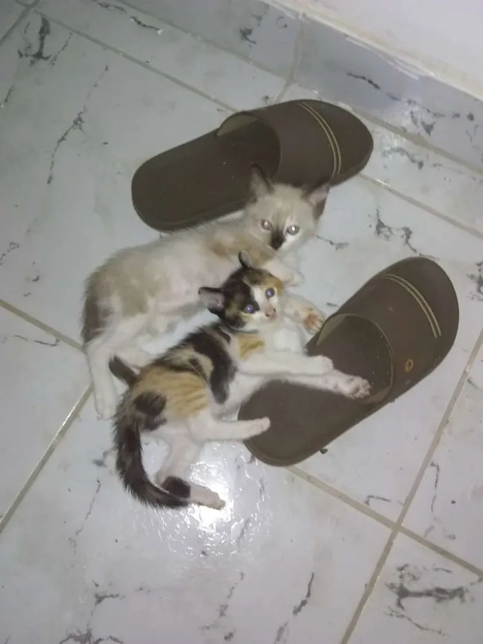 Gato ra a  idade Abaixo de 2 meses nome Gatinhos