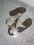 Gatinhos