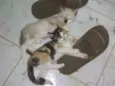 Gatinhos