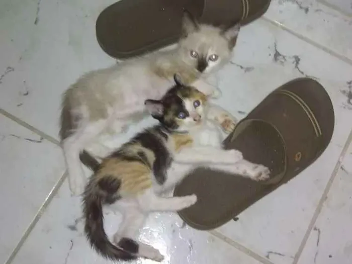 Gato ra a  idade Abaixo de 2 meses nome Gatinhos