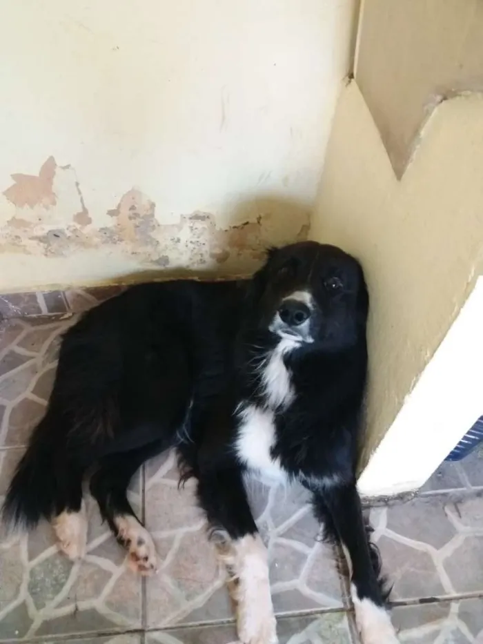 Cachorro ra a Border collie idade 3 anos nome Benttoven 