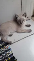 nao tem
