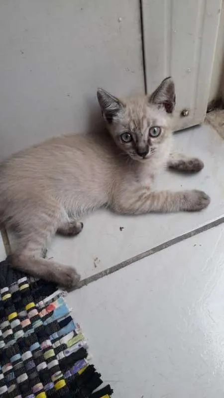 Gato ra a indefinida  idade 2 a 6 meses nome nao tem