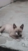 nao tem