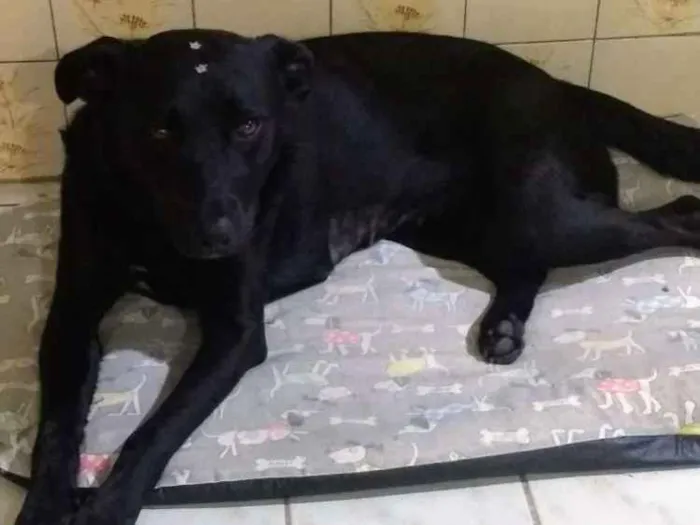 Cachorro ra a SRD idade 3 anos nome Preta