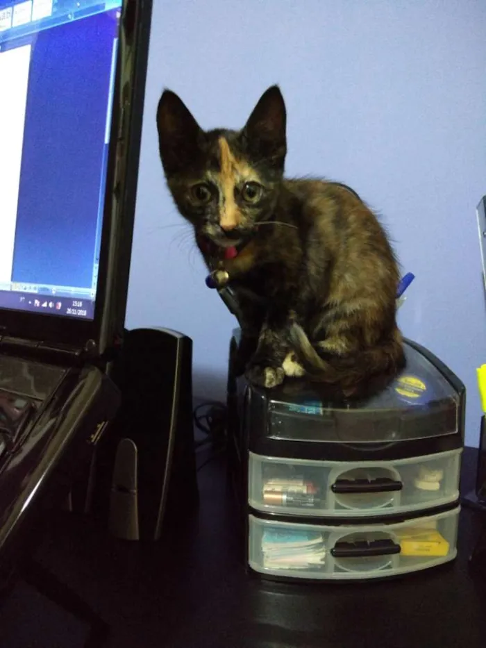 Gato ra a Pelo curto brasileiro idade 2 a 6 meses nome Kiki