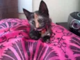 Kiki