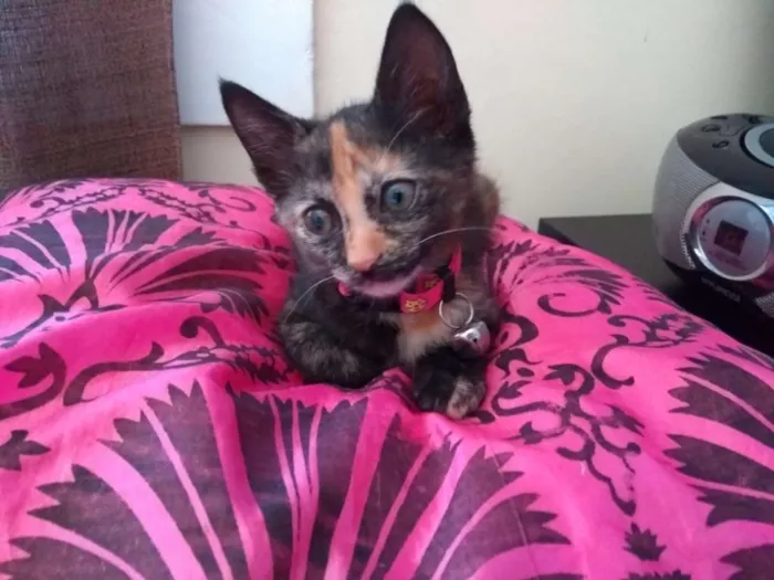 Gato ra a Pelo curto brasileiro idade 2 a 6 meses nome Kiki