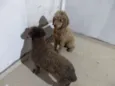 Perreta e preta