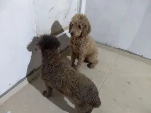 Cachorro raça Poodle idade 6 ou mais anos nome Perreta e preta