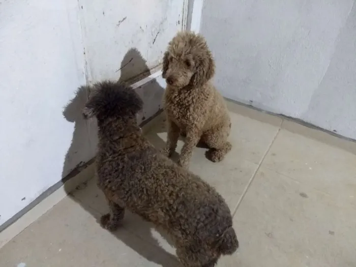 Cachorro ra a Poodle idade 6 ou mais anos nome Perreta e preta