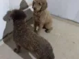 Perreta e preta