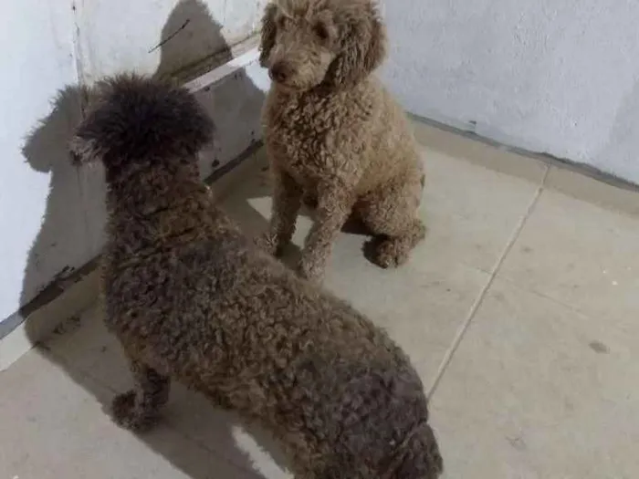 Cachorro ra a Poodle idade 6 ou mais anos nome Perreta e preta