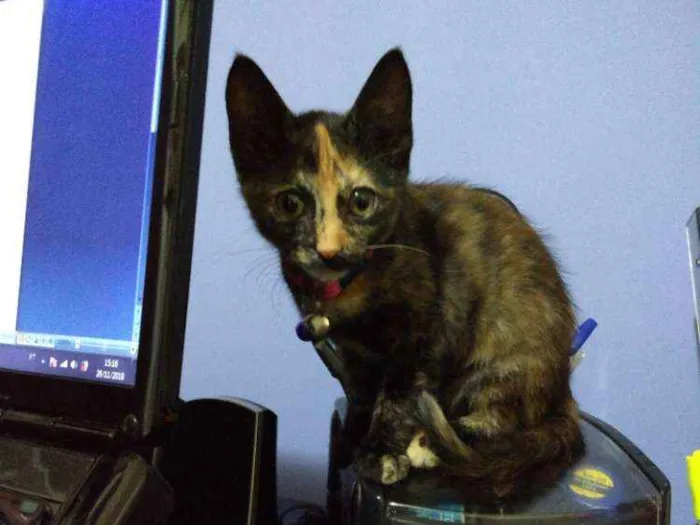 Gato ra a Pelo curto brasileiro idade 2 a 6 meses nome Kiki