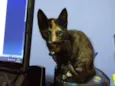 Kiki