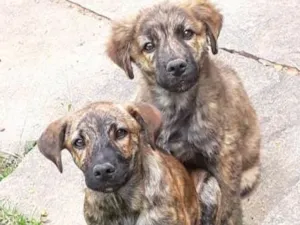 Cachorro raça Vira idade 2 a 6 meses nome Amora e kity jr