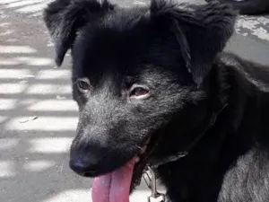 Cachorro raça SRD idade 1 ano nome NUNO