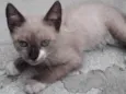nao tem