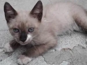 Gato raça indefenida idade 2 a 6 meses nome nao tem