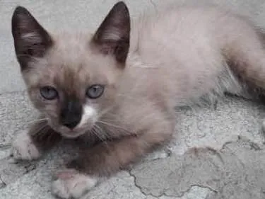 Gato ra a indefenida idade 2 a 6 meses nome nao tem