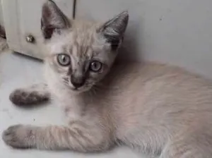 Gato raça indefinida  idade 2 a 6 meses nome nao tem