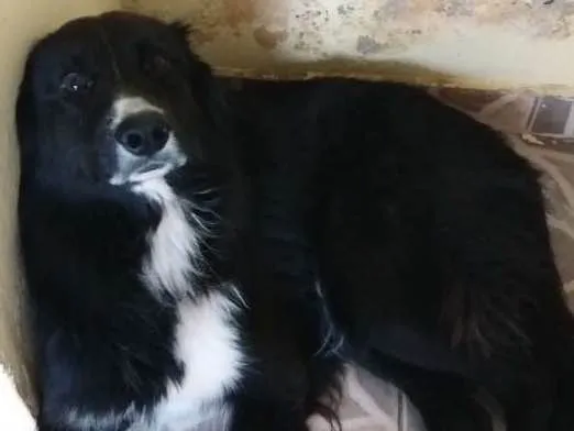 Cachorro ra a Border collie idade 3 anos nome Benttoven 