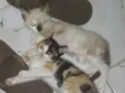 Gatinhos