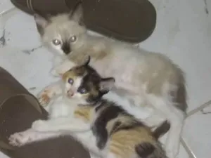 Gato raça  idade Abaixo de 2 meses nome Gatinhos