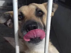 Cachorro raça nenhuma idade 2 anos nome Theo
