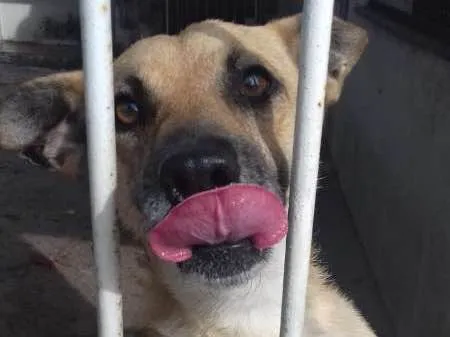 Cachorro ra a nenhuma idade 2 anos nome Theo