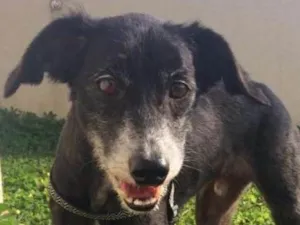 Cachorro raça SRD idade 6 ou mais anos nome Tobias