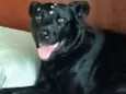 Preta
