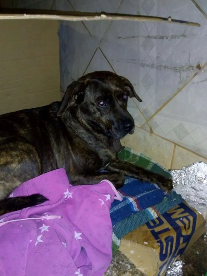 Cachorro ra a SRD idade  nome Sem nome
