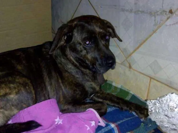 Cachorro ra a SRD idade  nome Sem nome